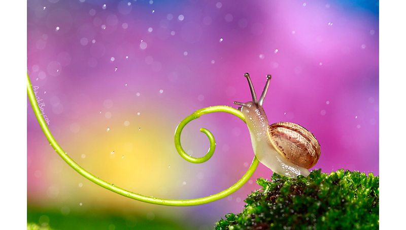 Illustration for article titled Can You Believe These Insect Fantasyland Photos Were Shot On Someone's Kitchen Table?